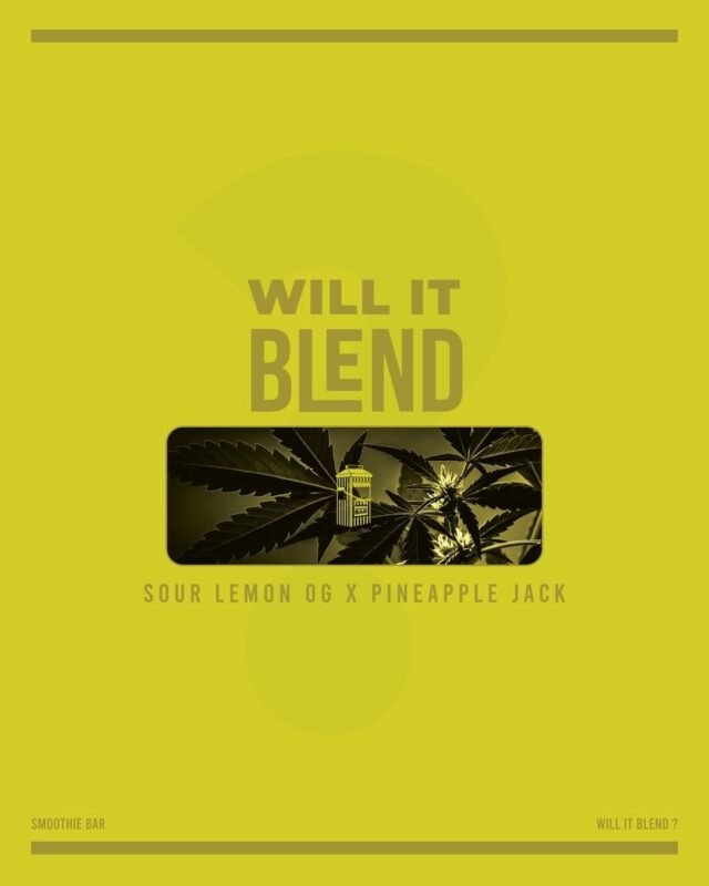 Smoothie Bar Blend Disposable